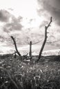 Black and White Abstract tree and branches portrait with bright sunlight rays