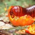 A scary millipede Royalty Free Stock Photo