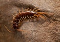 Scary millipede