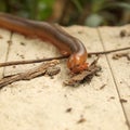 Scary millipede on the sidewalk Royalty Free Stock Photo