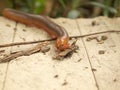 Scary millipede on the sidewalk Royalty Free Stock Photo