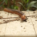Scary millipede on the sidewalk Royalty Free Stock Photo