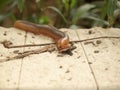 Scary millipede on the sidewalk Royalty Free Stock Photo