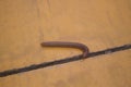 Scary millipede on the sidewalk,Thailand Royalty Free Stock Photo
