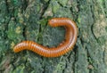A scary millipede on the wood Royalty Free Stock Photo