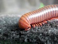 A scary millipede on the wood Royalty Free Stock Photo