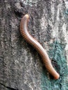 A scary millipede on the wood Royalty Free Stock Photo