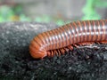 A scary millipede on the wood Royalty Free Stock Photo