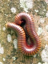 A scary millipede on the wood Royalty Free Stock Photo
