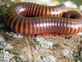 A scary millipede on the wood Royalty Free Stock Photo