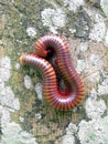 A scary millipede on the wood Royalty Free Stock Photo