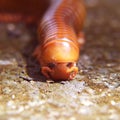 A scary millipede on the wood of rainforest Royalty Free Stock Photo