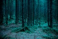 Scary misty forest (woods). Turquoise background for Halloween