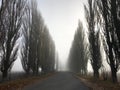 Scary Misty Road on the field