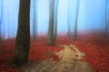 Scary misty road in the forest