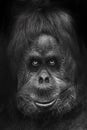 Scary monkey or Bigfoot, menacing look scary eyes head portrait close-up, black