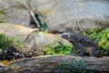 Scary mountain frog