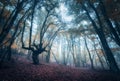 Scary mysterious forest in fog in autumn. Magic trees. Nature