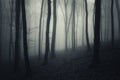 Scary mysterious forest with fog