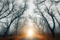 Scary mysterious forest with road in fog in autumn