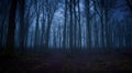 scary night forest with mist,horror concept