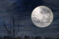 Scary night with full moon Royalty Free Stock Photo