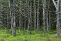 Scary, old, dead forest, standing in a swamp.