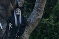 Scary old witch with black dress, hat and nails, gray hair hung on the tree. Typical Irish Halloween decor. Halloween 2020 Royalty Free Stock Photo