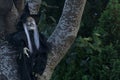 Scary old witch with black dress, hat and nails, gray hair hung on the tree. Typical Irish Halloween decor. Halloween 2020 Royalty Free Stock Photo