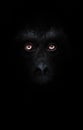 Orange luminous eyes on the black face of a monkey in a black night, a frightening look that embodies fears and phobias