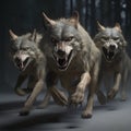 Scary pack of evil predatory wolves with big fangs run after prey,