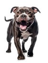 scary pit bull with open mouth Royalty Free Stock Photo