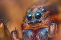 Scary portrait of Ground wolf spider, Trochosa terricola, close up macro photo