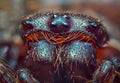 Scary portrait of Walnut orb-weaver spider - Nuctenea umbratica, the walnut orb-weaver spider, is a species of spider in