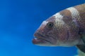 Scary predatory fish with teeth in the water aquarium