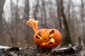 Scary pumpkin with tongues of flame in a dense forest. Jack o lantern for halloween Royalty Free Stock Photo