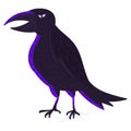 Scary raven bird, Halloween crow on white isolated Royalty Free Stock Photo
