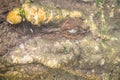 Scary Saltwater or Estuarine Crocodile (crocodylus porosus) is h Royalty Free Stock Photo