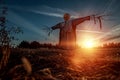 Scary scarecrow with a halloween pumpkin head in a field at sunset. Halloween background, copy space Royalty Free Stock Photo