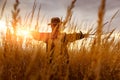 Scary scarecrow in a wheat field at sunset Royalty Free Stock Photo