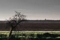 Scary scene of dried old tree by a field Royalty Free Stock Photo