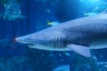 Scary shark with sharp teeth protruding from its mouth underwater world Royalty Free Stock Photo