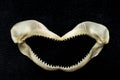 Scary Shark Teeth Royalty Free Stock Photo