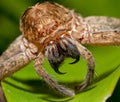 Scary Spider Royalty Free Stock Photo