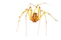 Scary spider Royalty Free Stock Photo