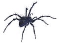 Scary Spider. Royalty Free Stock Photo