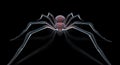 Scary spider black widow Royalty Free Stock Photo