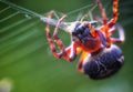 Scary spider eating mosquito with green background