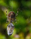 Scary spider feeding on its prey Royalty Free Stock Photo