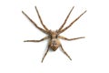 Scary Spider Isolated on White Royalty Free Stock Photo